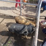 milkpigs-400x300