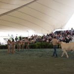 Another cow to dance with the mariachis.