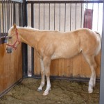 Chictify was an American Quarterhorse from Norco, CA. Practically neighbors really.