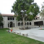 A view of the tree in the inner courtyard of the quadrangle.