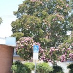 Some trees still in bloom at the old Marcy Branch.