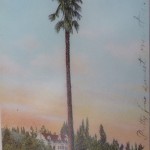 A old post card showing the Roosevelt Palm Tree.