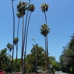 A view of the corner of Victoria Avenue and Myrtle Avenue. The Roosevelt Palm is the one on the far right.