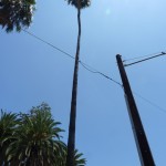A view up of the Roosevelt Palm. Looking at the bark it looks like it may have sustained fire damage.