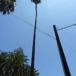 A view up of the Roosevelt Palm. Looking at the bark it looks like it may have sustained fire damage.