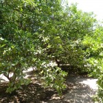 A view inside the Helen Yeagar Memorial Grove.