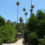 A view of the memorial garden and Roosevelt Palm Tree.