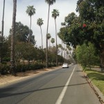 A view of some of the trees of Victoria Avenue.