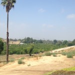 Just off Victoria on Madison I found this hill and got this shot of an orange grove.