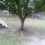 A tree grows in a smaller residential plaza.