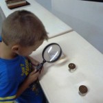 AJ examining the bugs.