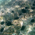 Lots of sea urchins under water.