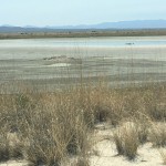 There is a lake with water, but it is waste water. Only suitable for the birds.