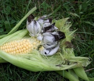 Huitlacoche Corn Smut